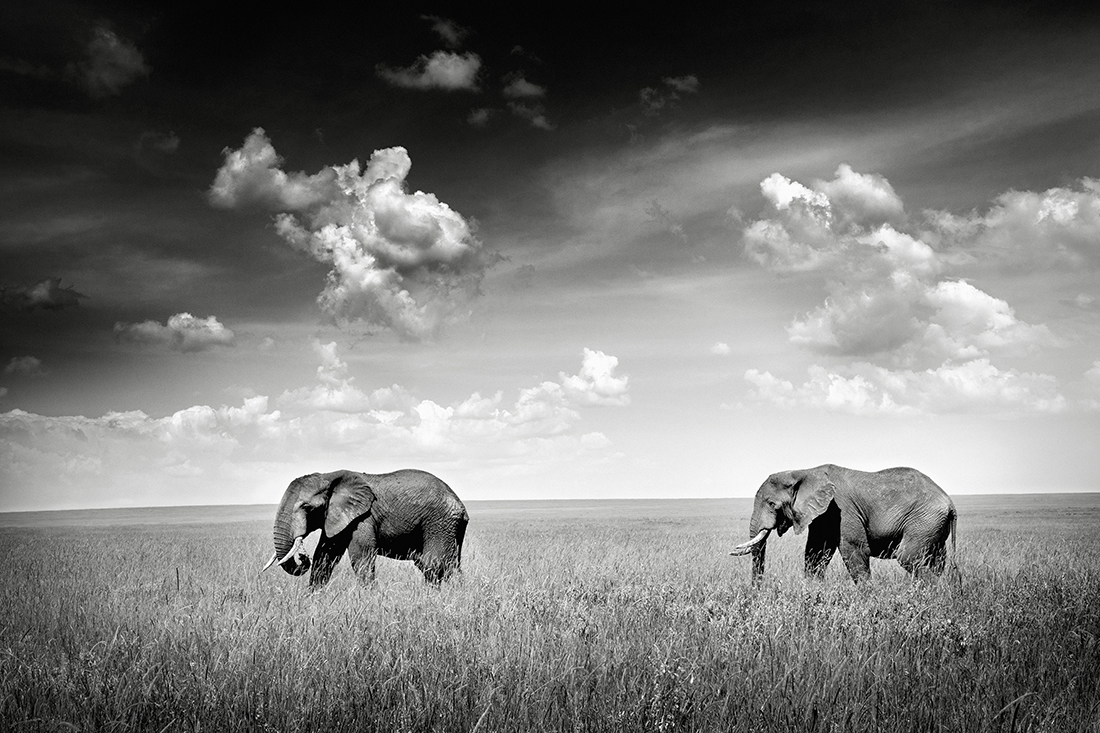 The Serengeti National Park