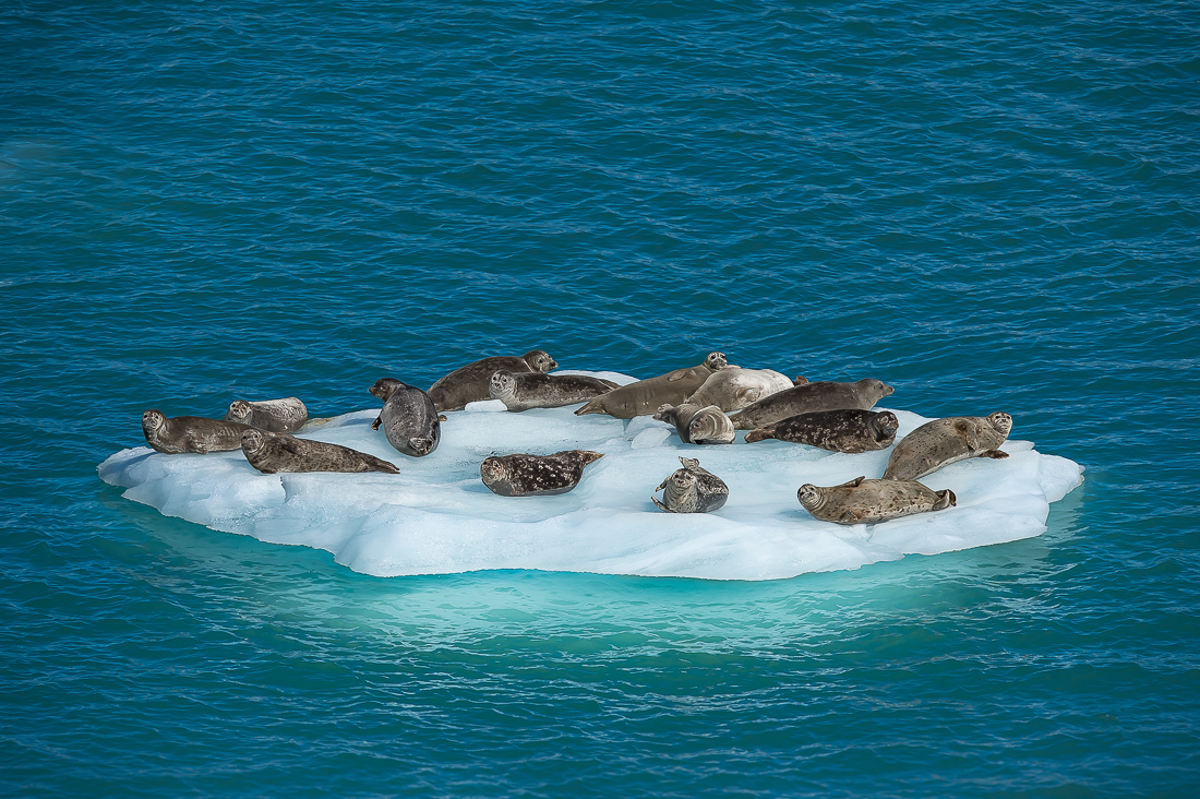 Harbour Seal Iceberg