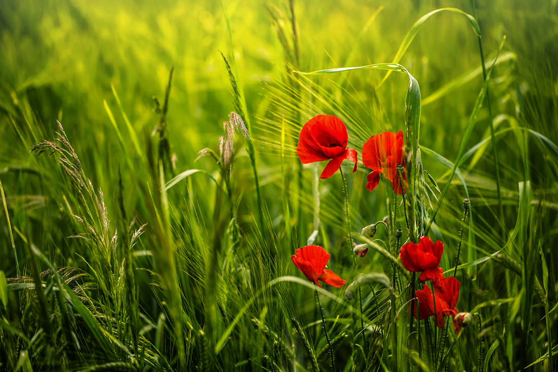 Poppies among the grass