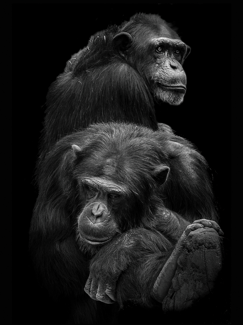 Portraits of Chimps