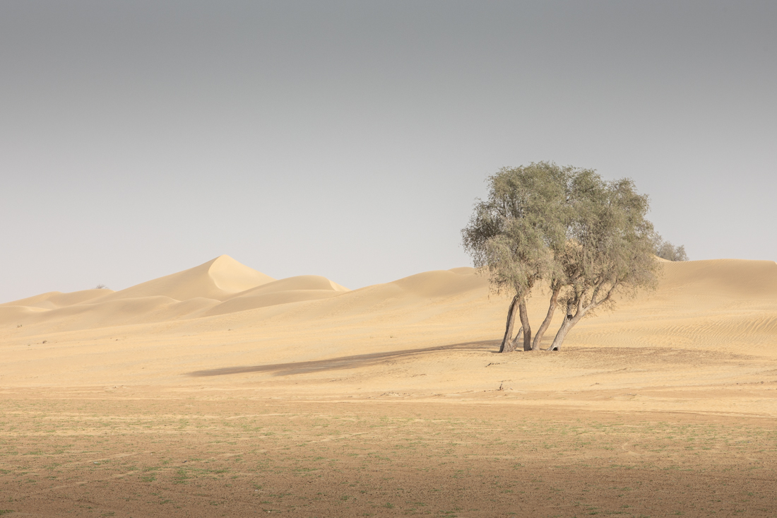 Trees of the Desert