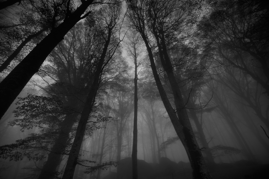 Midway upon the journey of our life, I found myself within a forest dark