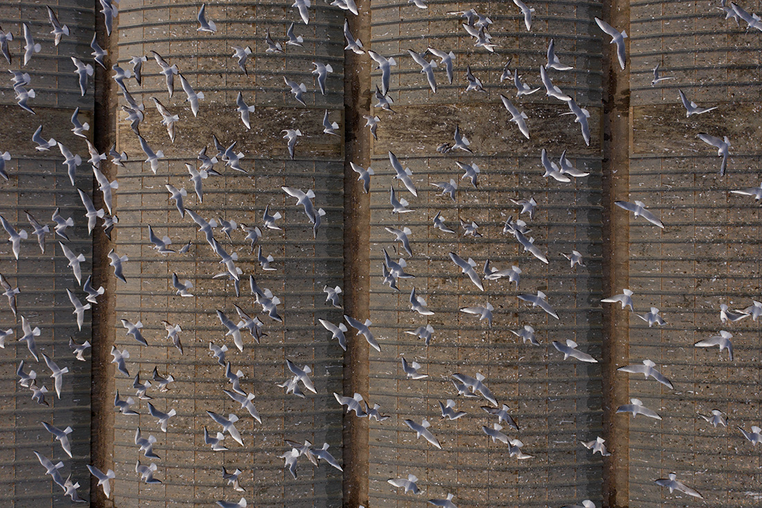Birds by drone