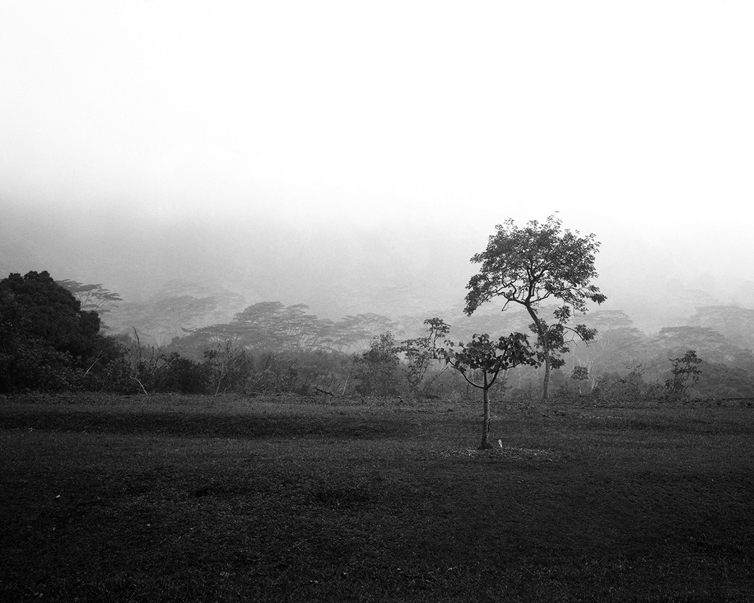Mist & Tree