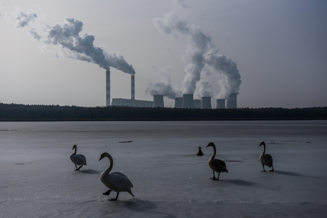Coal Swans