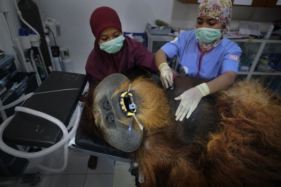 thumbnail Saving Orangutans