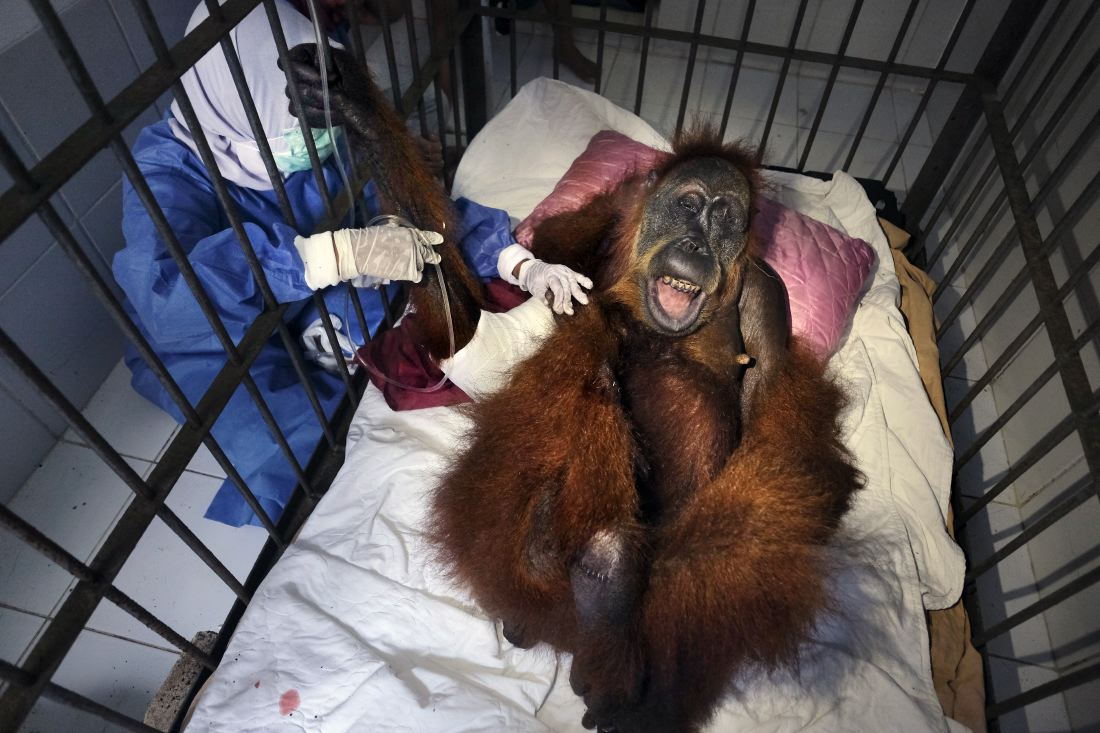thumbnail Saving Orangutans