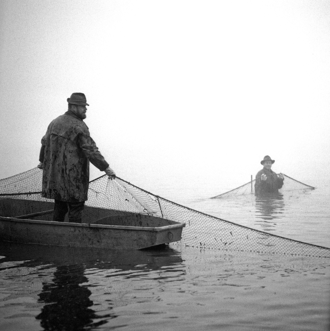 Traditional Bohemian fish harvesting