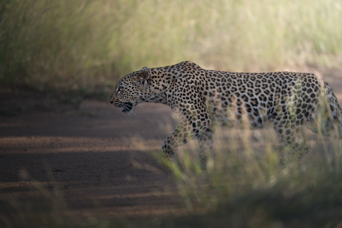  Leopard at Kruger Park
