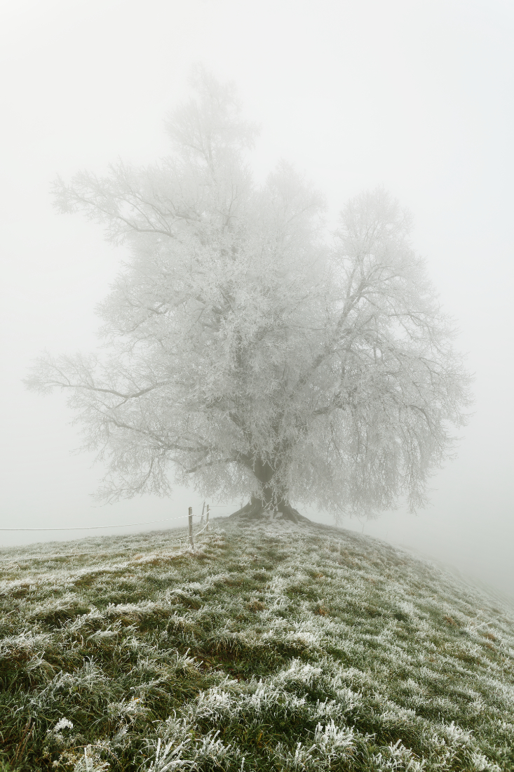 Frosty linden in the fog