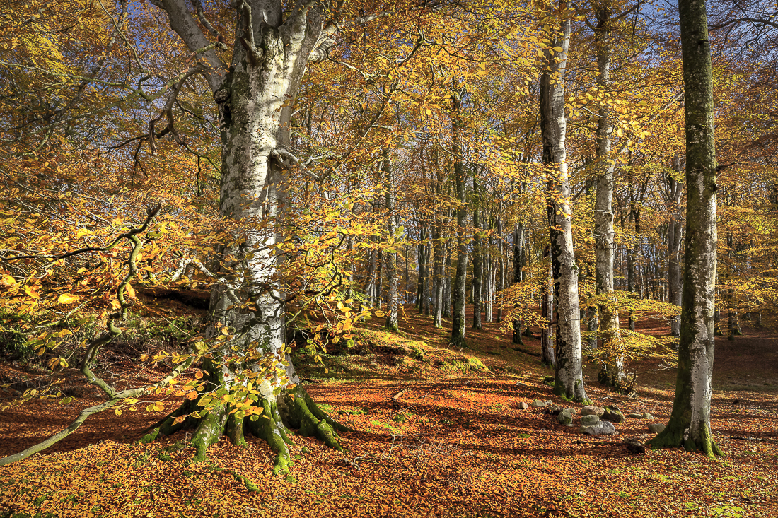 The Magic Of Autumn, Scotland