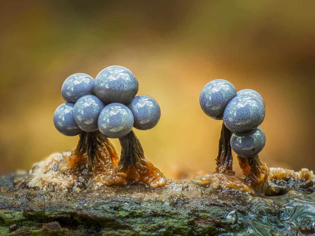 The Ethereal Beauty of Slime Moulds