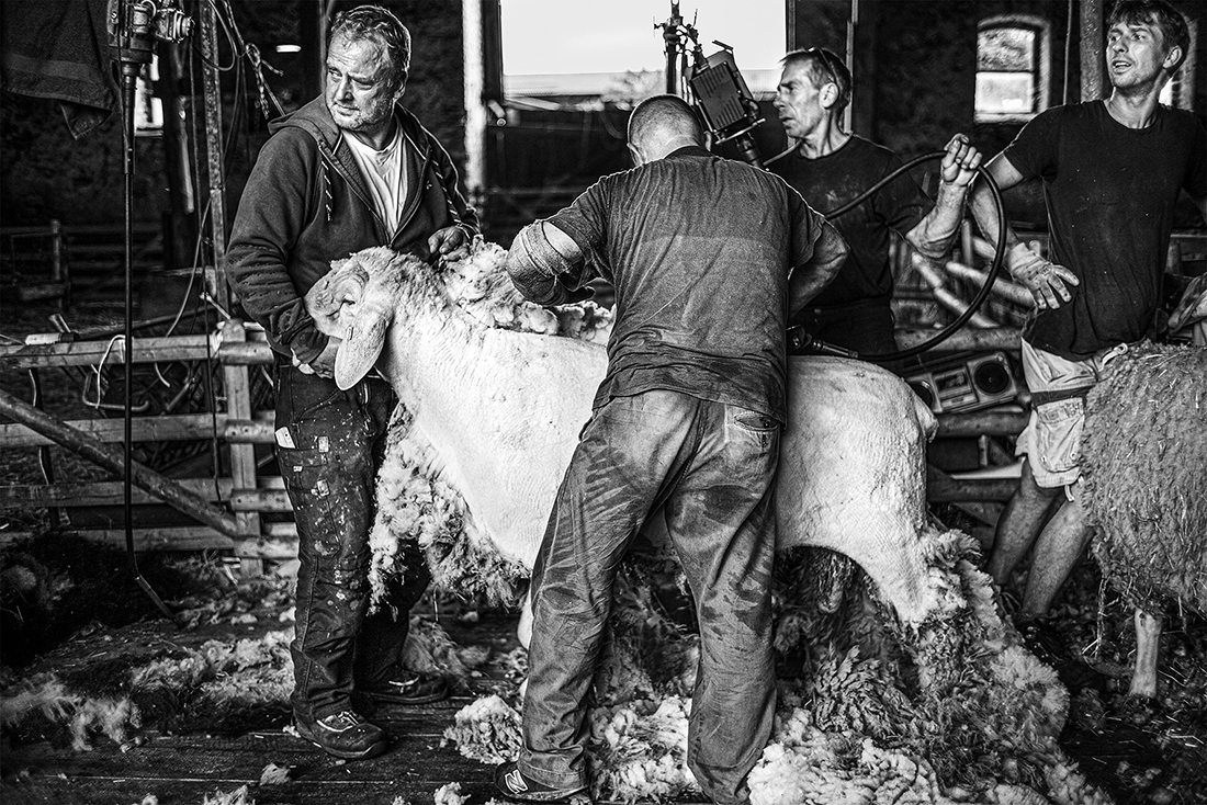 Sheep Shearing from the Project-  Nomadic Shepherd