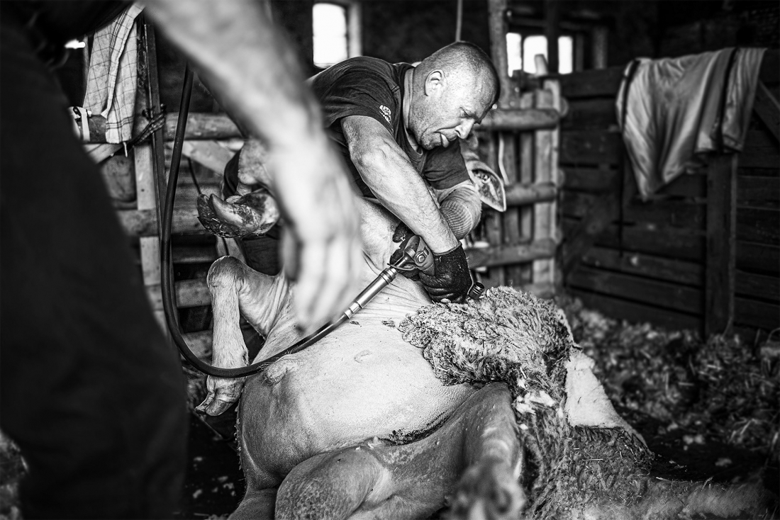 Sheep Shearing from the Project-  Nomadic Shepherd
