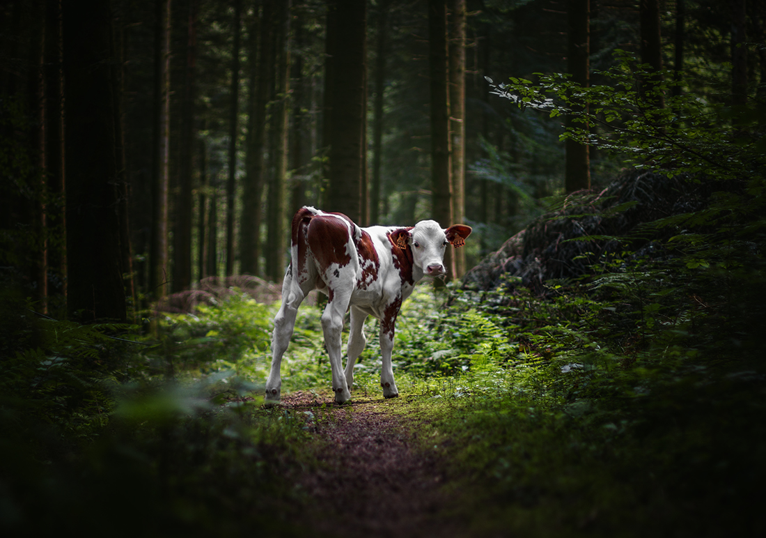 Cows in nature 