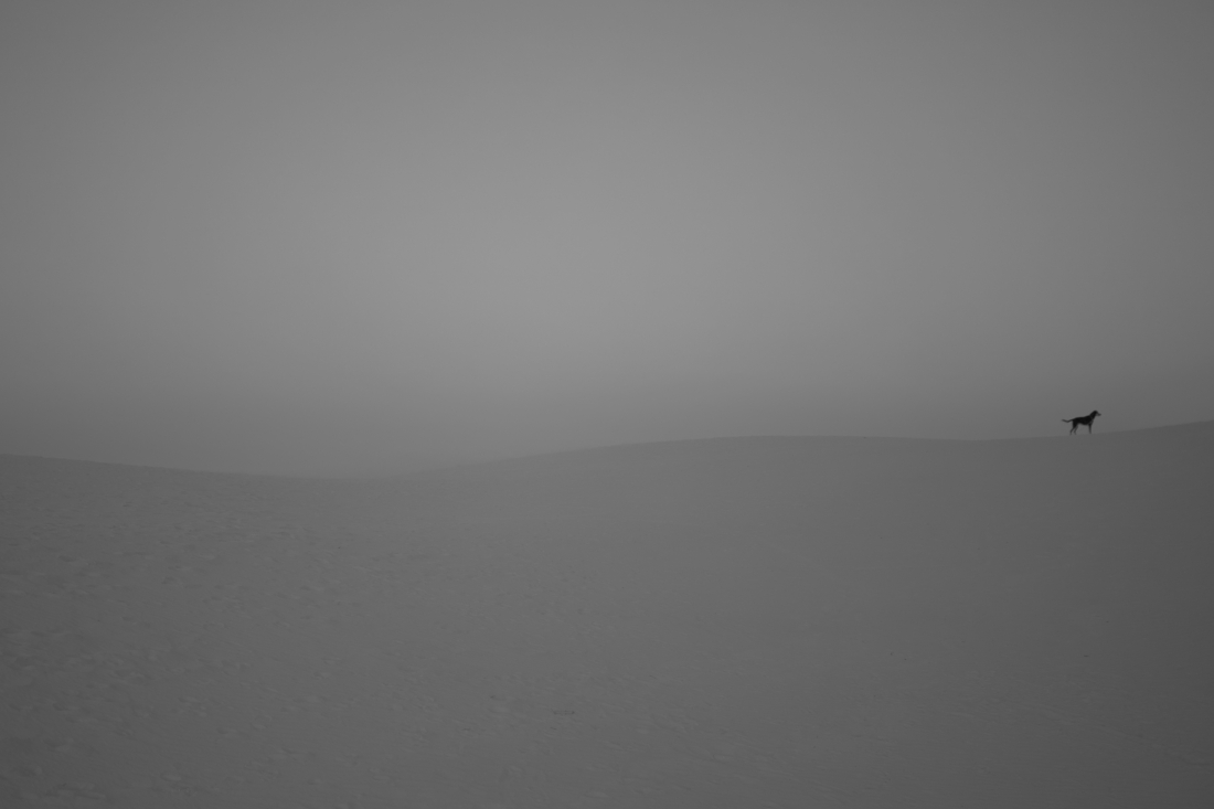 Dune Sentinel 