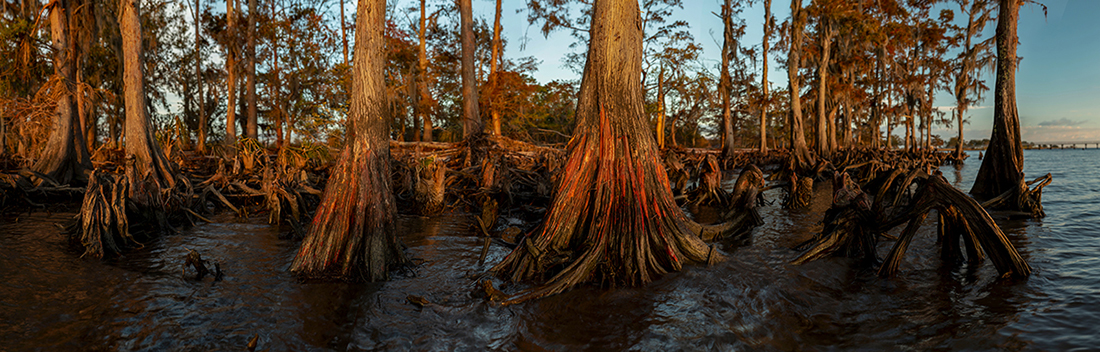 Louisiana Cypress Trees in Panoramic