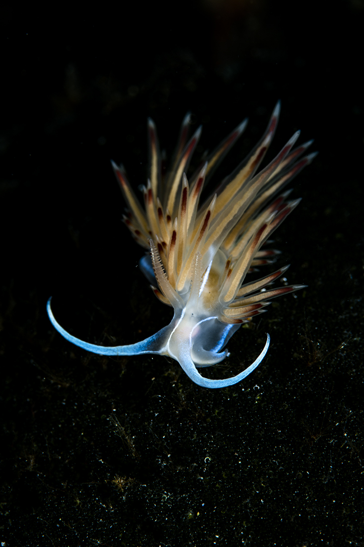 nudibranchs of the Adriatic and shrimp
