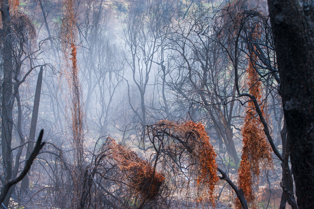Burnt Forest