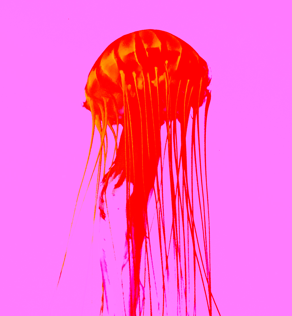 Abstract jellyfishes