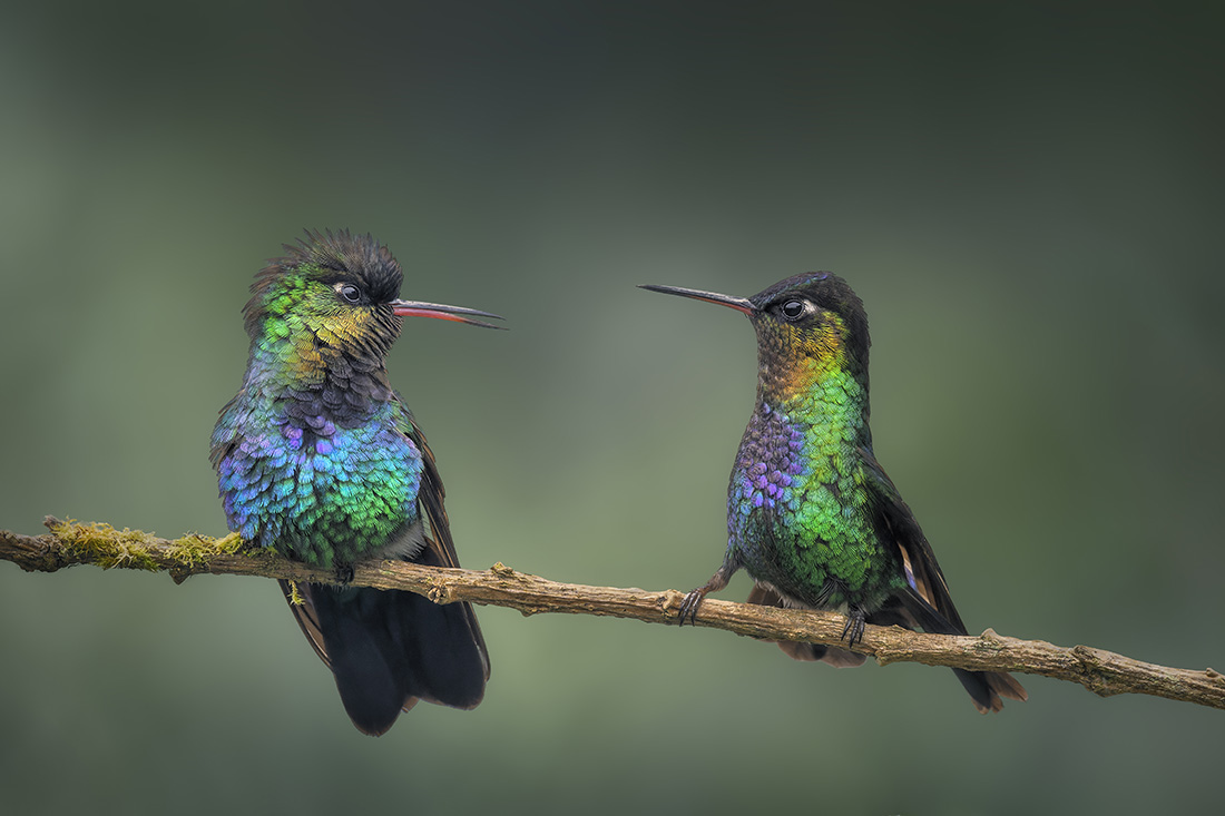thumbnail Hummingbirds of Costa Rica