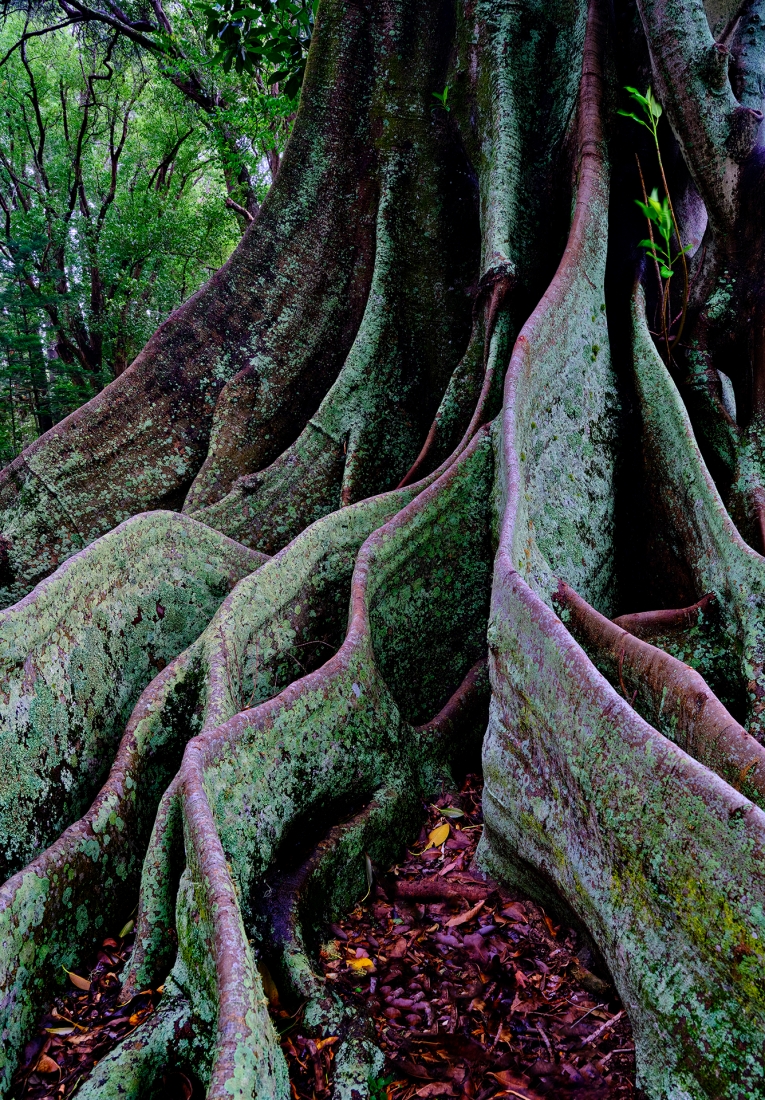 Ficus trees of Norfolk Island