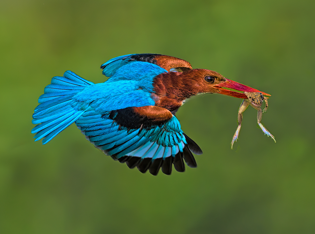 Kingfisher flying with a frog