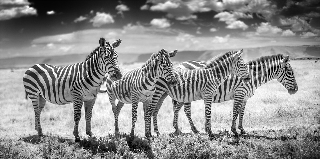 Infrared Serengeti-Ngorongoro Wildlife
