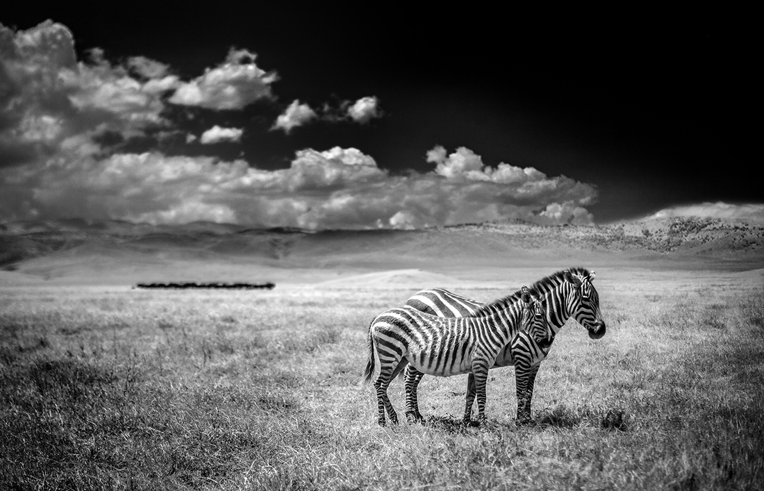 Infrared Serengeti-Ngorongoro Wildlife