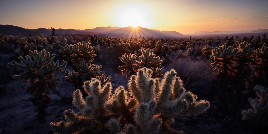 Cholla Sunrise