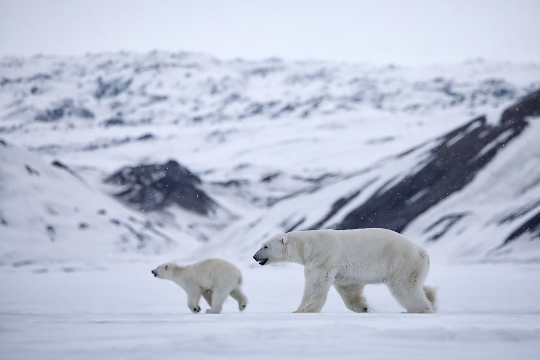 from the life of the white bears of Svalbard