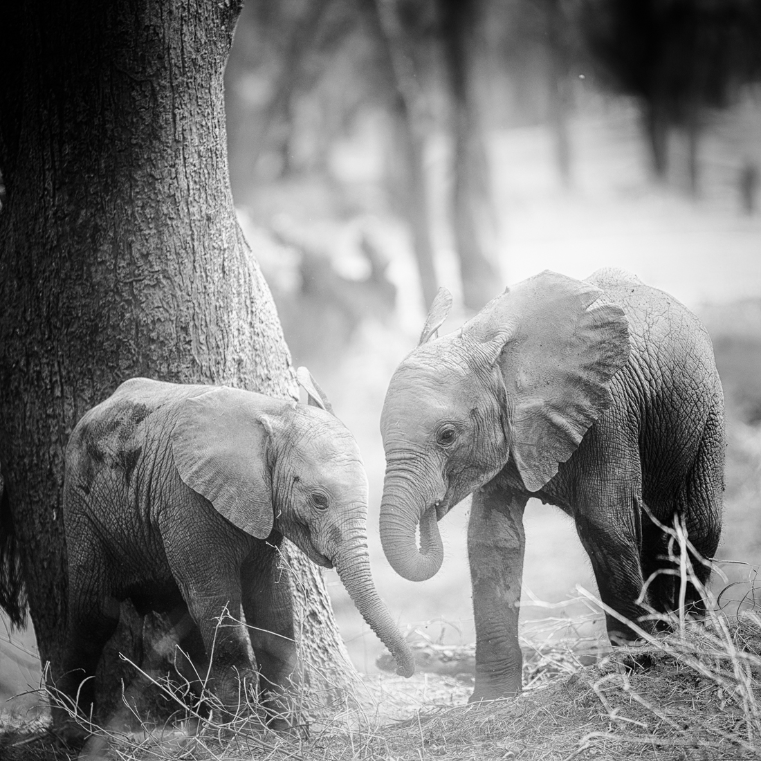 the path of each little elephant - finding friends for life and confidence
