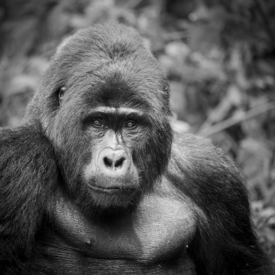 gorilla - hominid