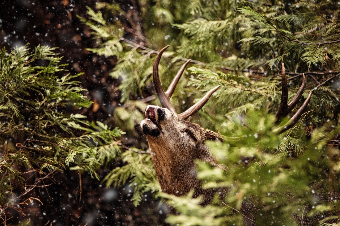 Buck in Snow