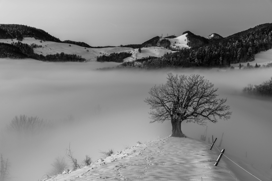 Le vieux chêne