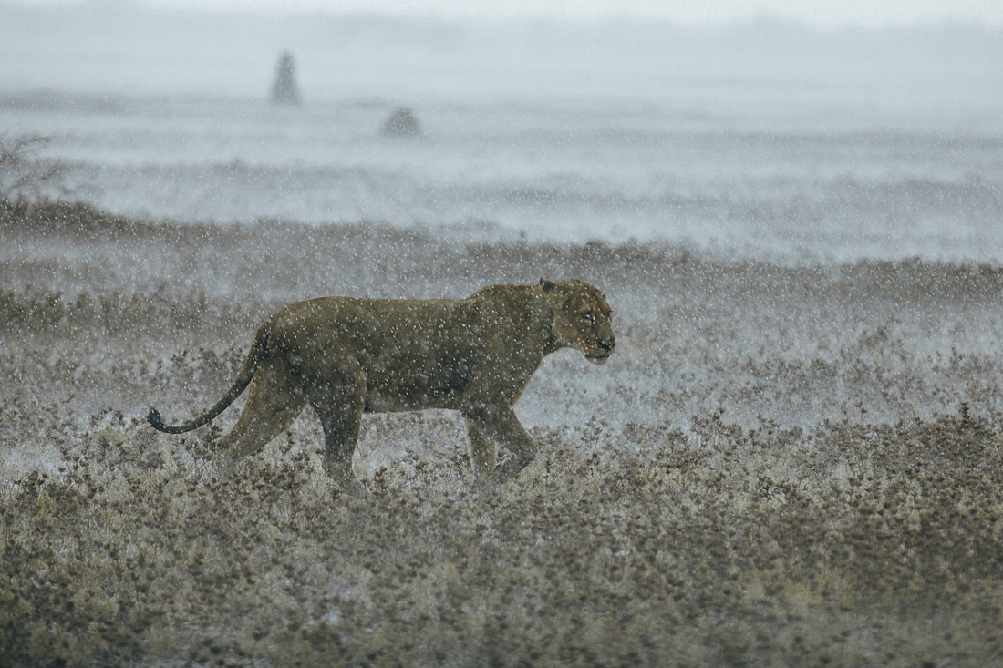 Lions in the rain