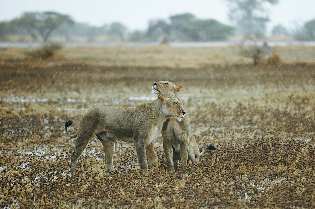 Lions in the rain