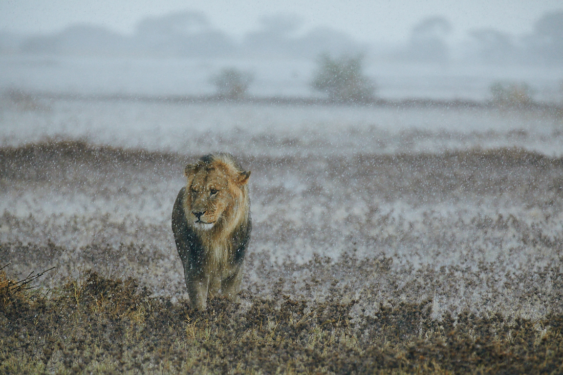 Lions in the rain