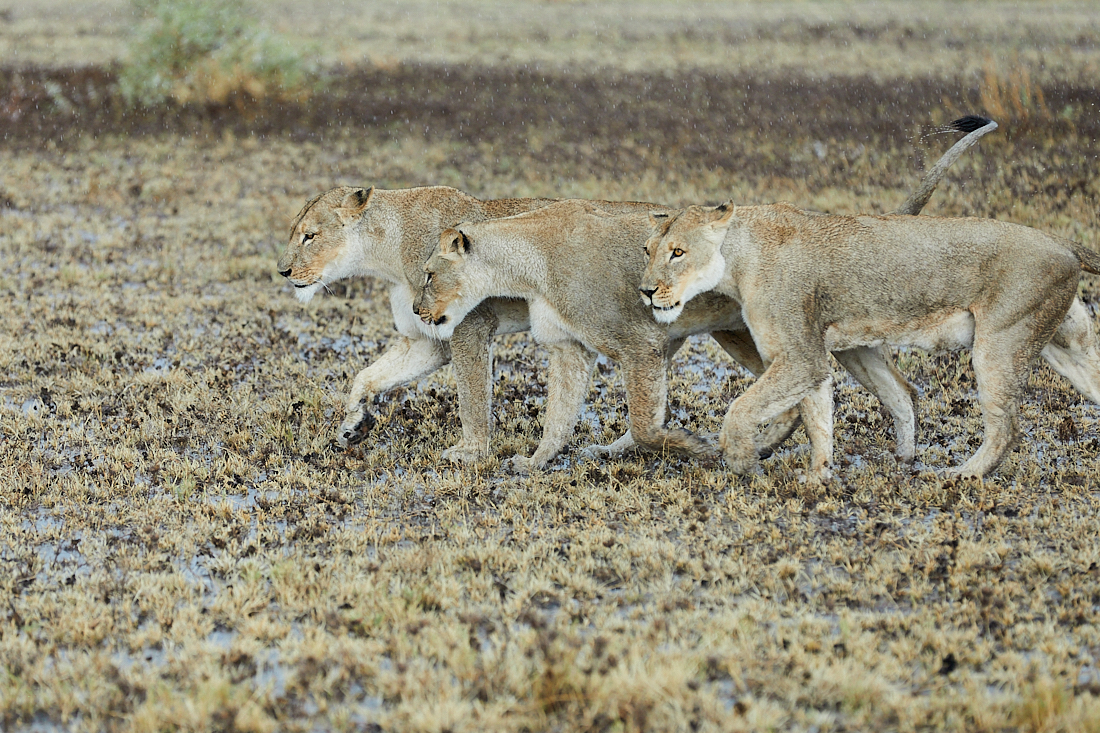 Lions in the rain