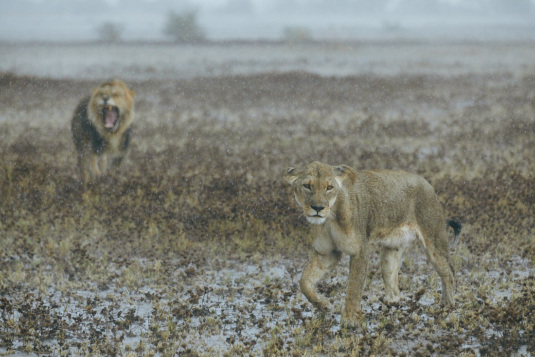 Lions in the rain