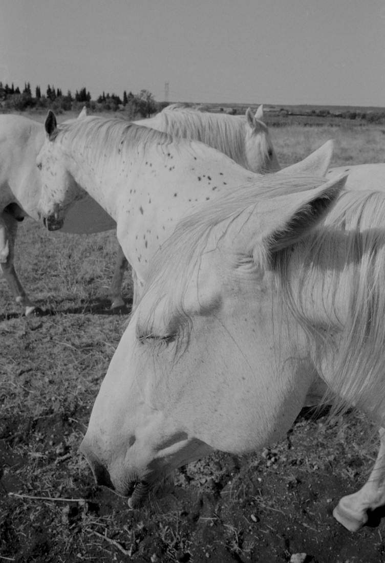 Living with Three Grey Horses