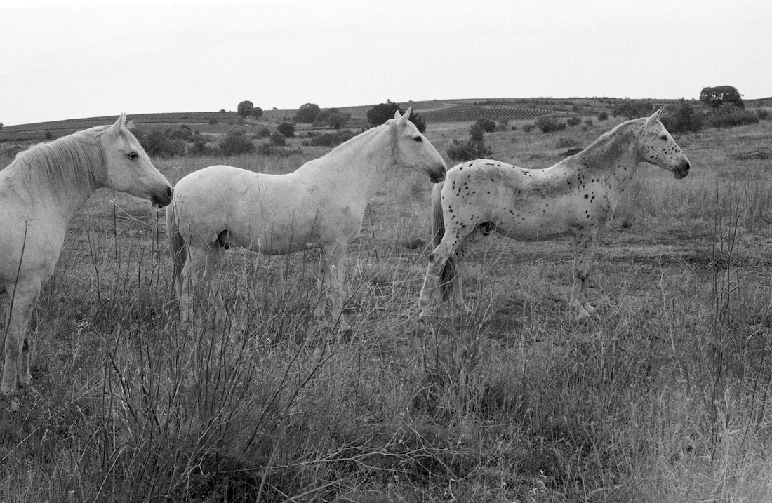 Living with Three Grey Horses