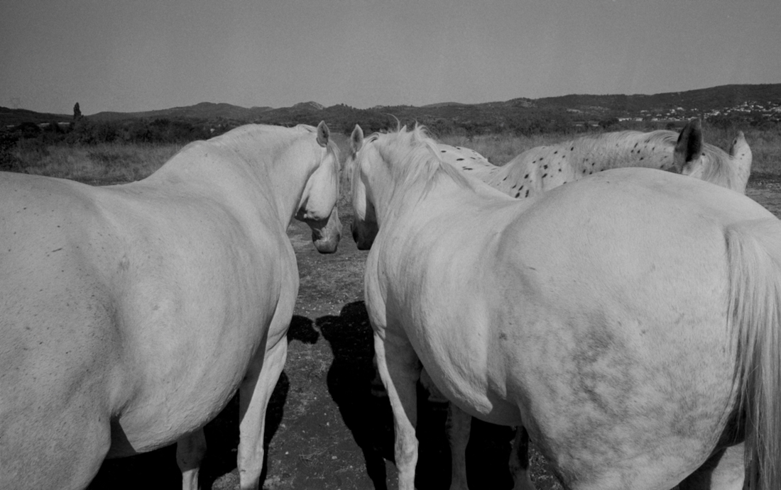 Living with Three Grey Horses