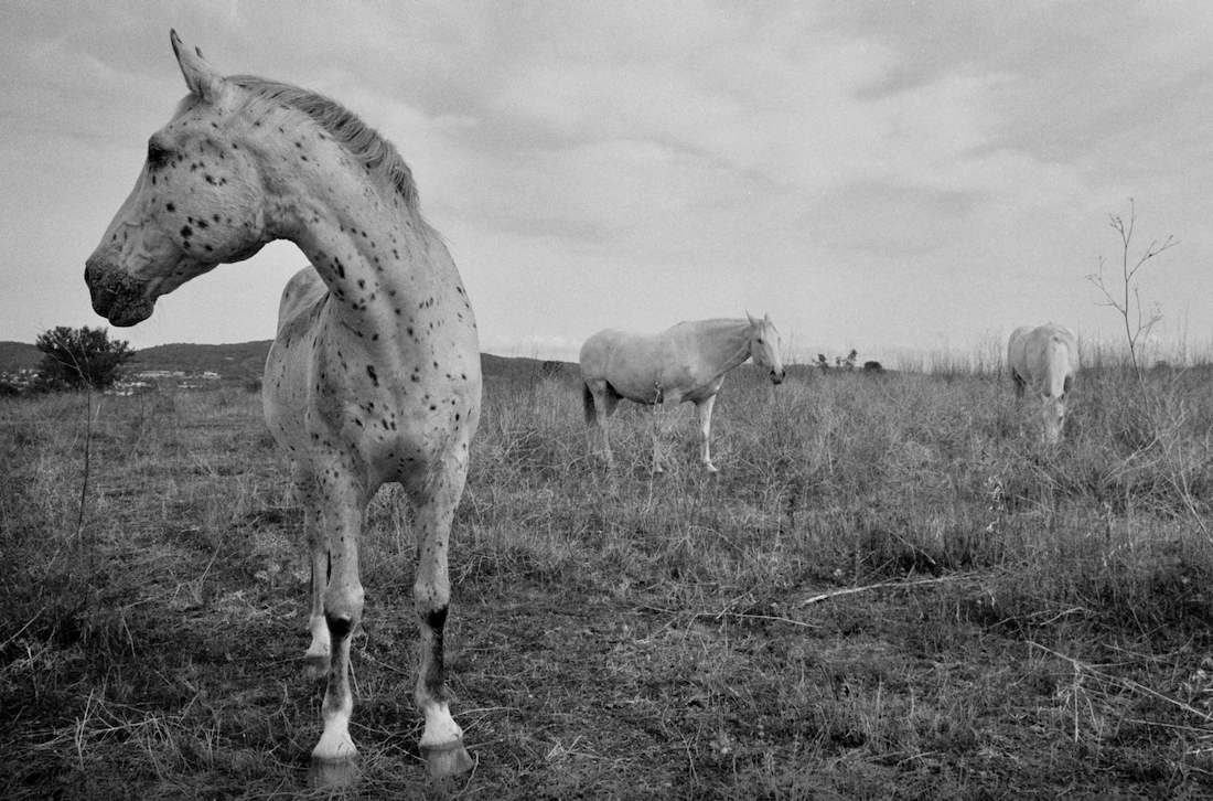 Living with Three Grey Horses