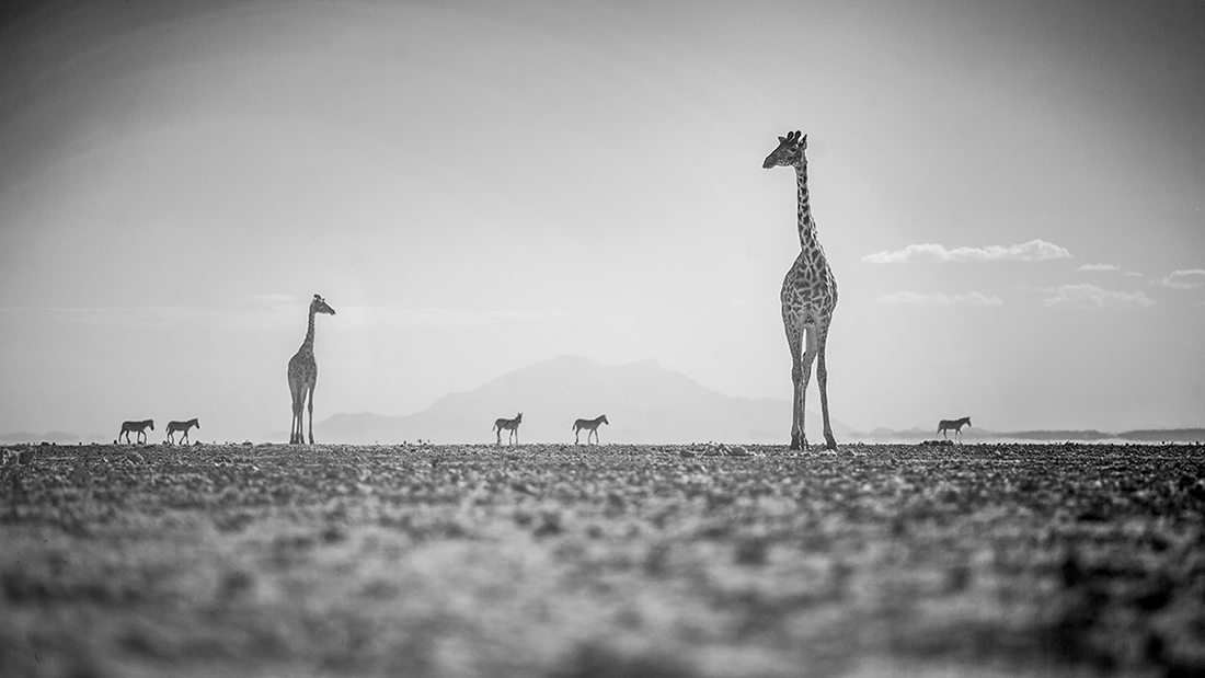 Amboseli Infrared Wildlife