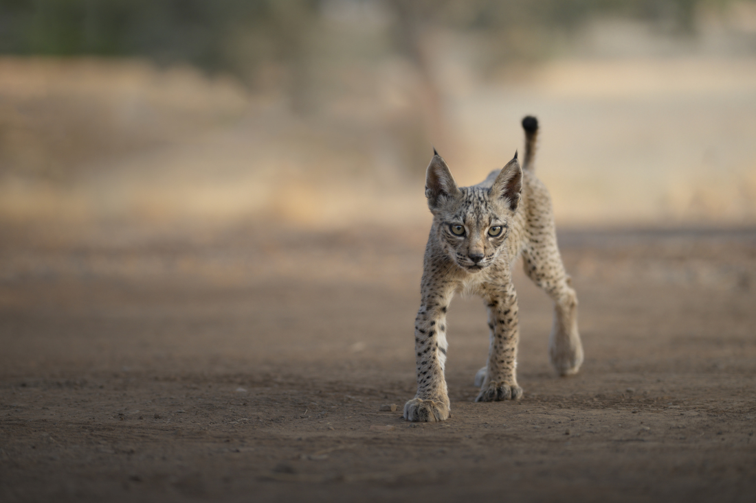 IBERIAN LYNX, SYMBOL OF SPAIN