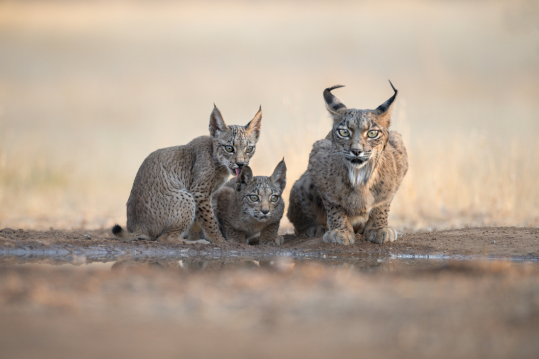 IBERIAN LYNX, SYMBOL OF SPAIN