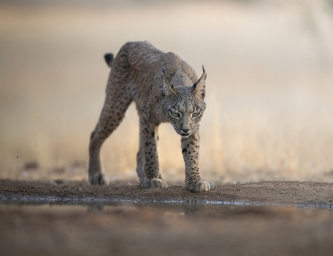 IBERIAN LYNX, SYMBOL OF SPAIN