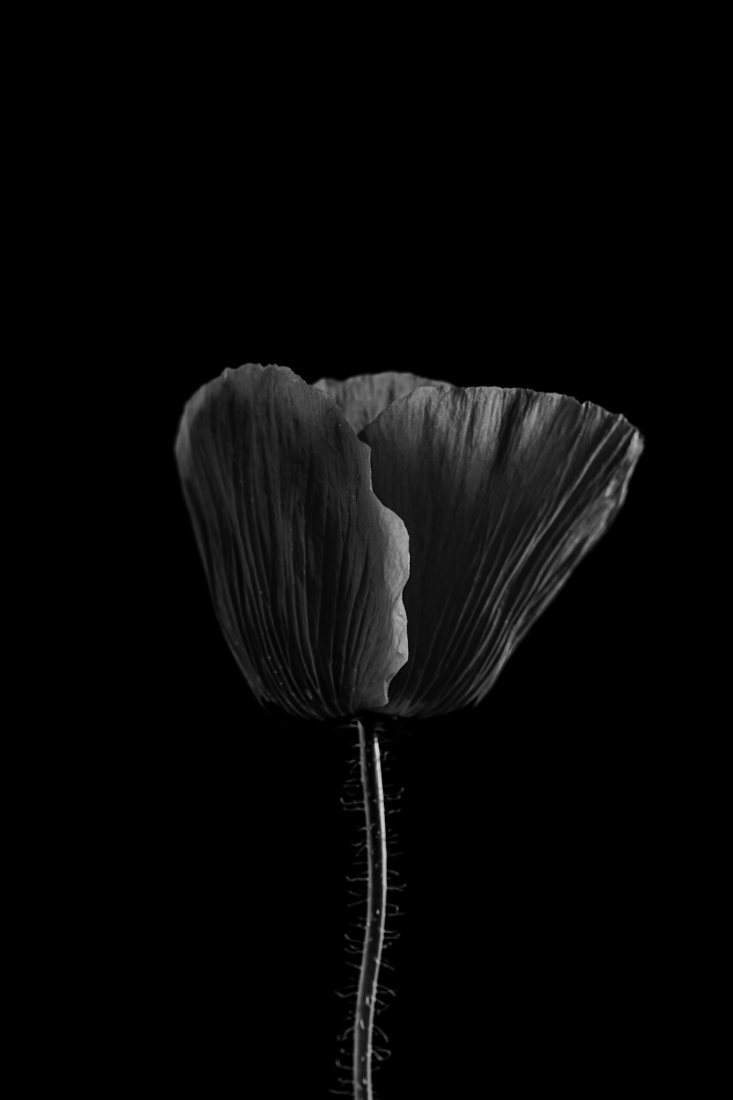 Black poppies