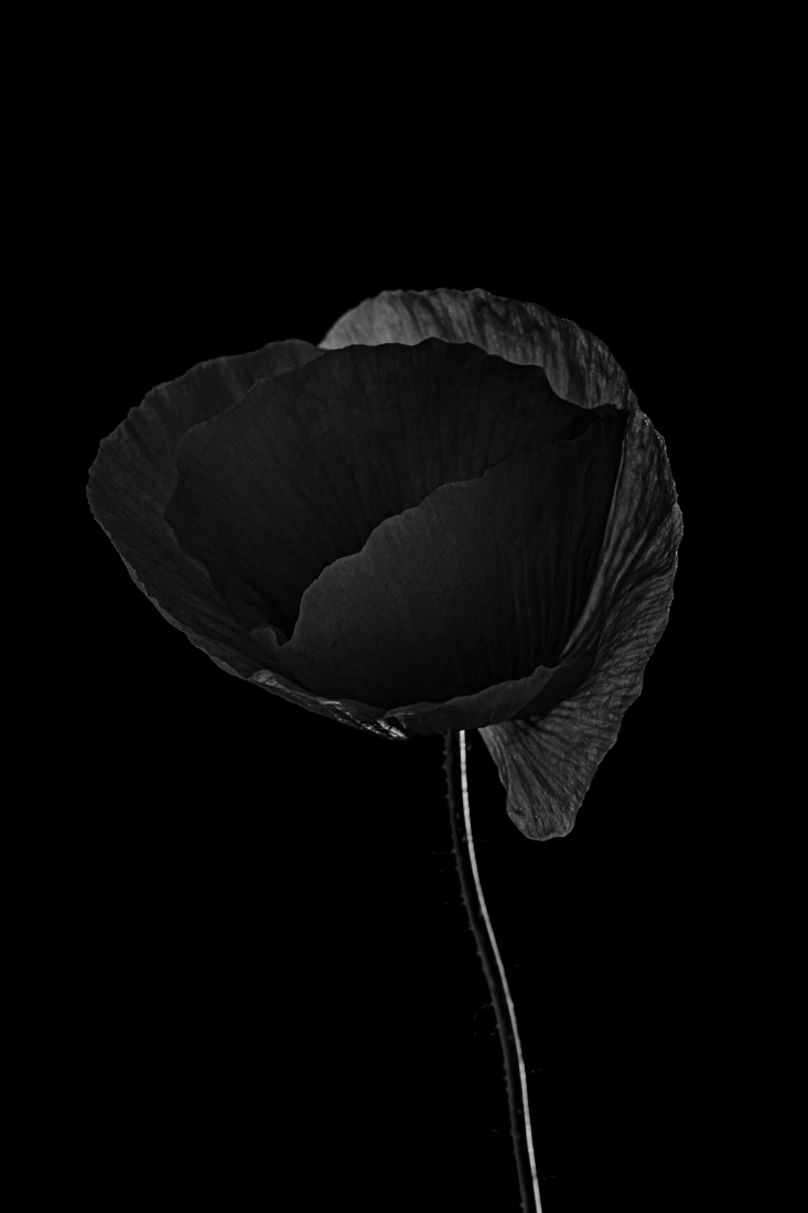 Black poppies